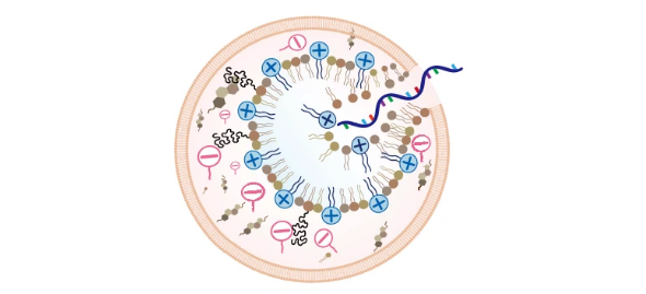 Drawing of cell experiencing efficient endosomal disruption by mRNA. Image by Murthy Lab