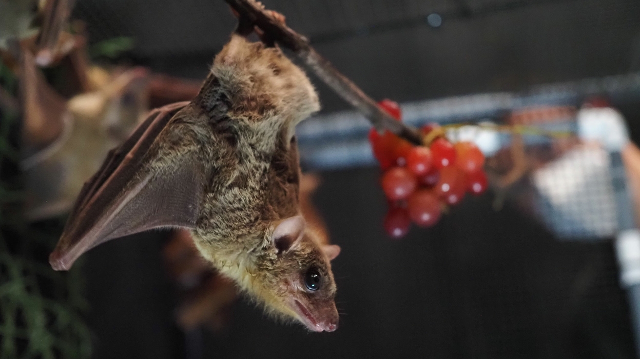 image of small fruit bat hanging upside down in the lab