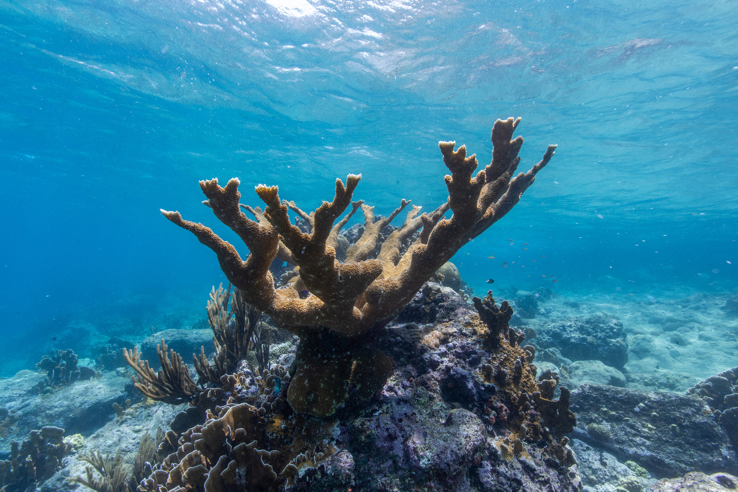 photograph of coral in the ocean, from the Smithsonian Institute