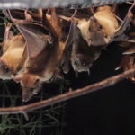 image of Egyptian fruit bats congregating