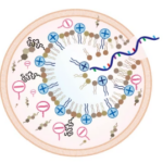 Drawing of cell experiencing efficient endosomal disruption by mRNA. Image by Murthy Lab