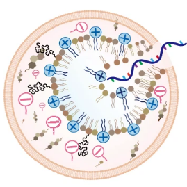 Drawing of cell experiencing efficient endosomal disruption by mRNA. Image by Murthy Lab