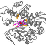 model of artificial metalloenzyme produced through synthetic biology