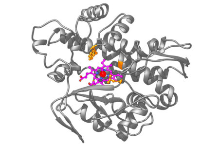 model of artificial metalloenzyme produced through synthetic biology