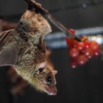 image of small fruit bat hanging upside down in the lab