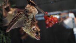 image of small fruit bat hanging upside down in the lab