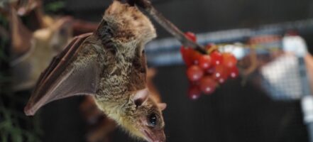 What bats can teach us about the evolution of human speech