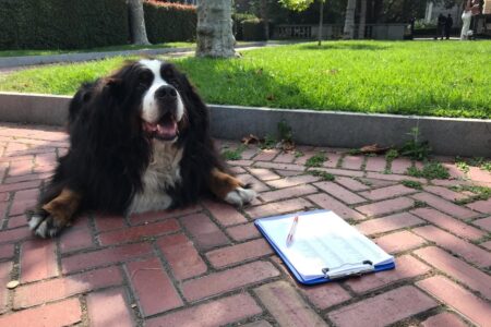 photo of BioE dog Jasper at the 2023 fall welcome picnic