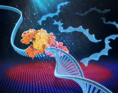 PCR illustration