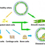 Li vascular stem cells