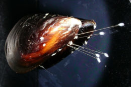 a mussel and glue