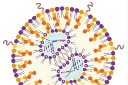 Drawing of the LNPs encapsulating iGeoCas9 RNP