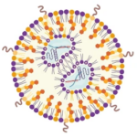 Drawing of the LNPs encapsulating iGeoCas9 RNP