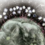 illustration of phages attacking cell