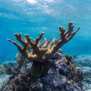 photograph of coral in the ocean, from the Smithsonian Institute