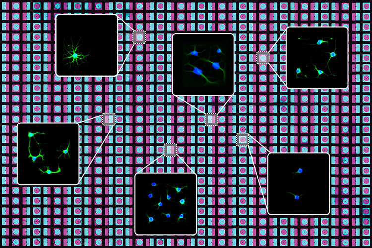 drawing of two-dimensional array of cells