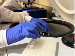 Photo of gloved hands with sample containers and receptacle during RNA sample extraction in the centrifuge. Image taken in the Healy lab and courtesy of Jazmin Isabel Velazquez.