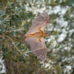 flying bat Photo by Yuval Barkai @bats.tlv