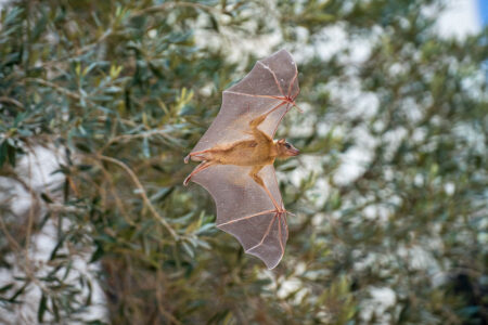 flying bat Photo by Yuval Barkai @bats.tlv