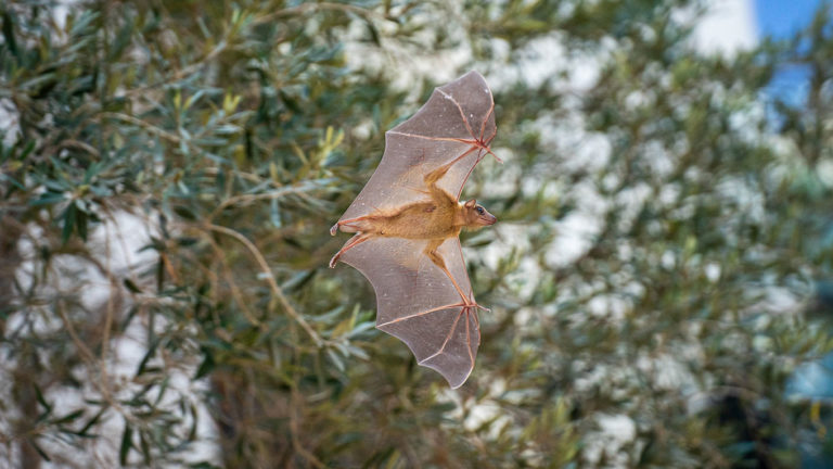 flying bat Photo by Yuval Barkai @bats.tlv