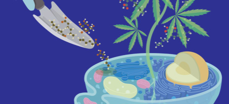 Feeding yeast