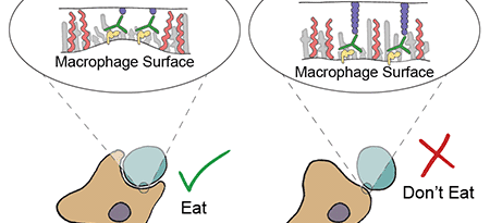 macrophage illustration