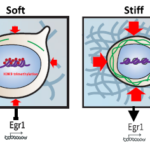 drawing of cell stiffness mechanism