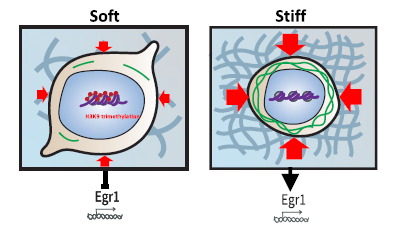 drawing of cell stiffness mechanism