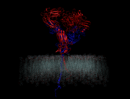 This schematic shows two integrin components (red and blue) protruding from a cell membrane. (Credit: Mofrad lab)