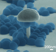 Staph bacteria