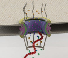 Nuclear pore complex