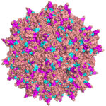 Schaffer Lab virus