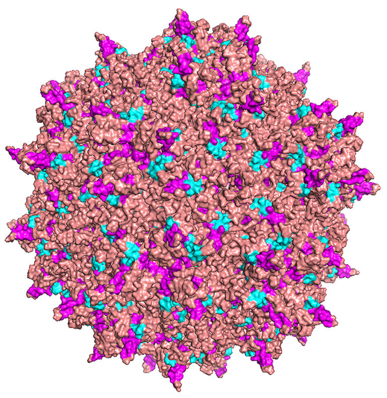 Schaffer Lab virus