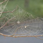 spider web