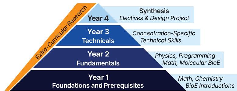 Pyramid diagram describing the focus of each year of undergraduate study.